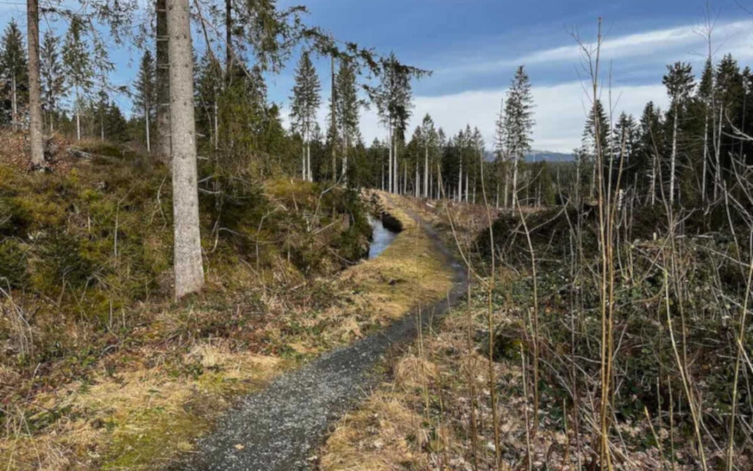 Zwischen Sonne und Singletrails: Ein MTB-Erlebnis im Harz!