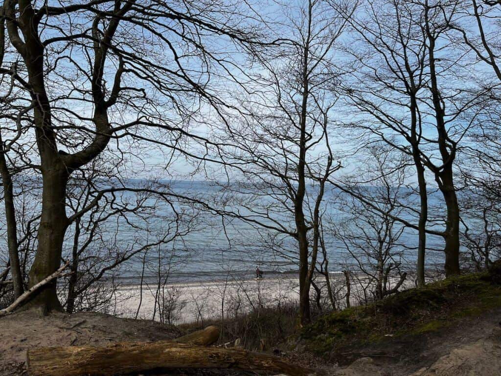 Blick durch kahle Bäume auf die Ostsee nahe dem Gespensterwald