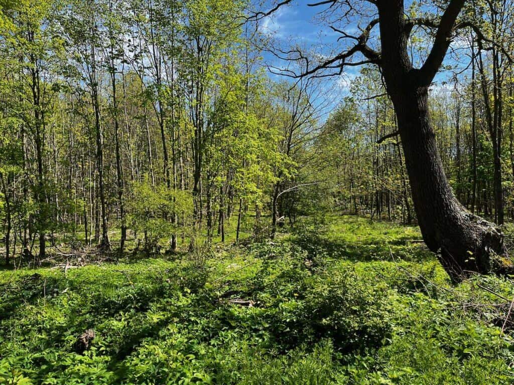 Frühlingswald mit frischem Grün und Sonnenlicht zwischen den Bäumen