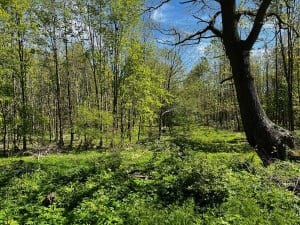Frühlingswald mit frischem Grün und Sonnenlicht zwischen den Bäumen