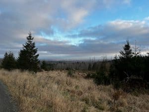 Offene Hochfläche im Harz mit Grasland, vereinzelten Bäumen und weitem Blick