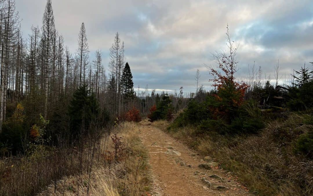 Clausthal-Zellerfeld: Sonne, Trails und Stürze