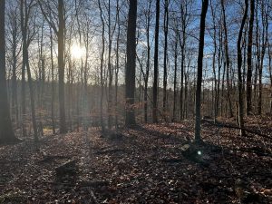Sonnenstrahlen fallen durch den Wald auf einen ruhigen Naturpfad