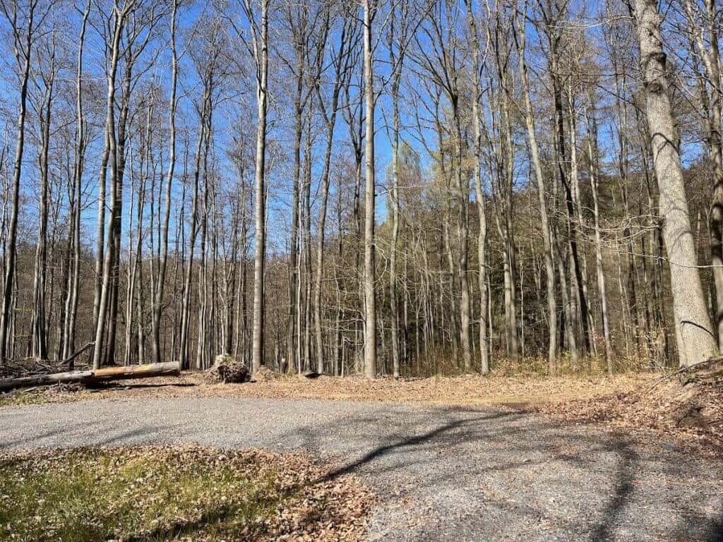 Weggabelung im Harzer Wald während der Poppenberg Fahrradtour