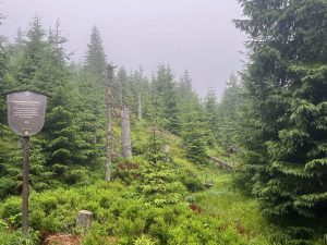 Blick über feuchte Waldlandschaft im Harz bei Nebel