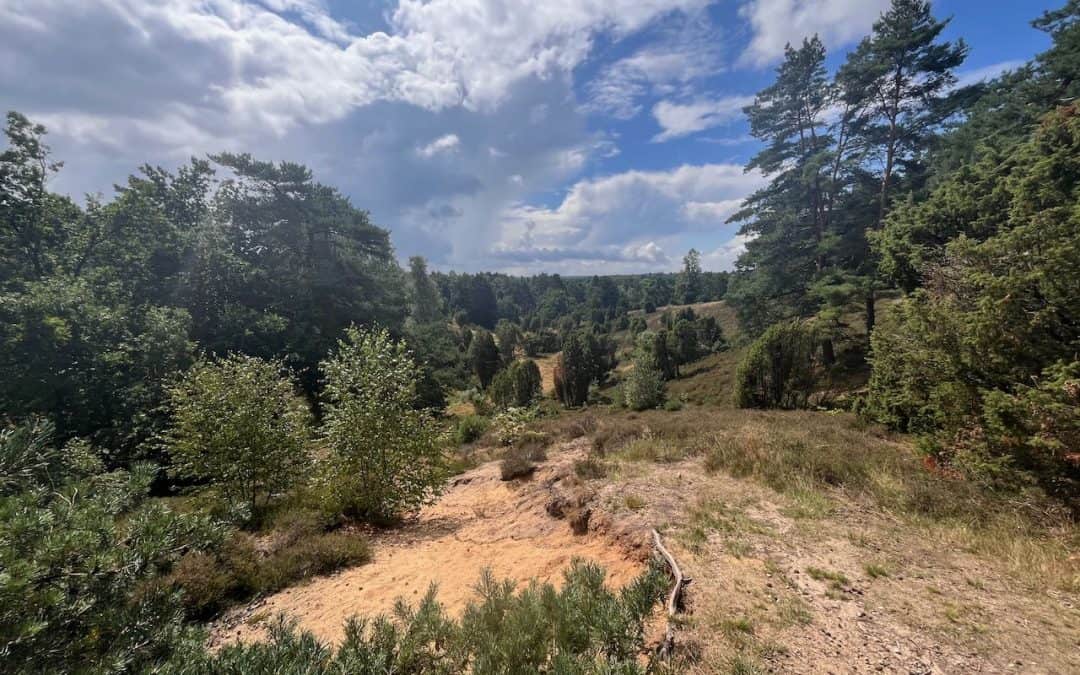 Heidschnucken in der Lüneburger Heide