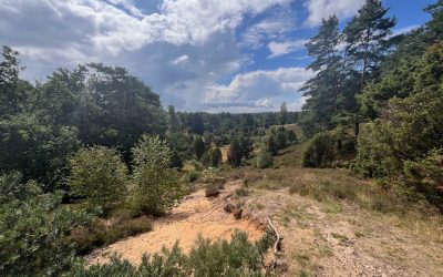 Heidschnucken in der Lüneburger Heide – ein besonderes Naturerlebnis