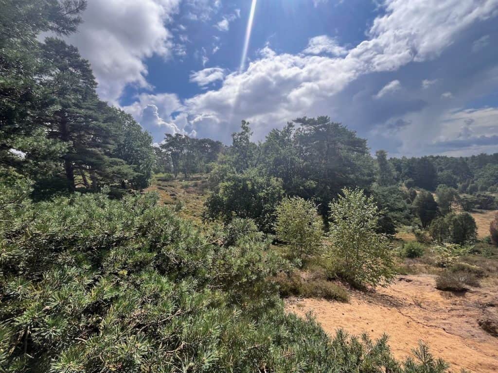Heideweg mit Büschen und weitem Himmel in der Lüneburger Heide
