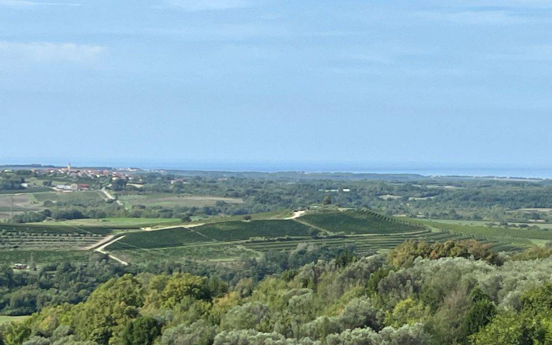 Schotter, Schatten und Blumenkohlsuppe – Von Umag nach Buzet