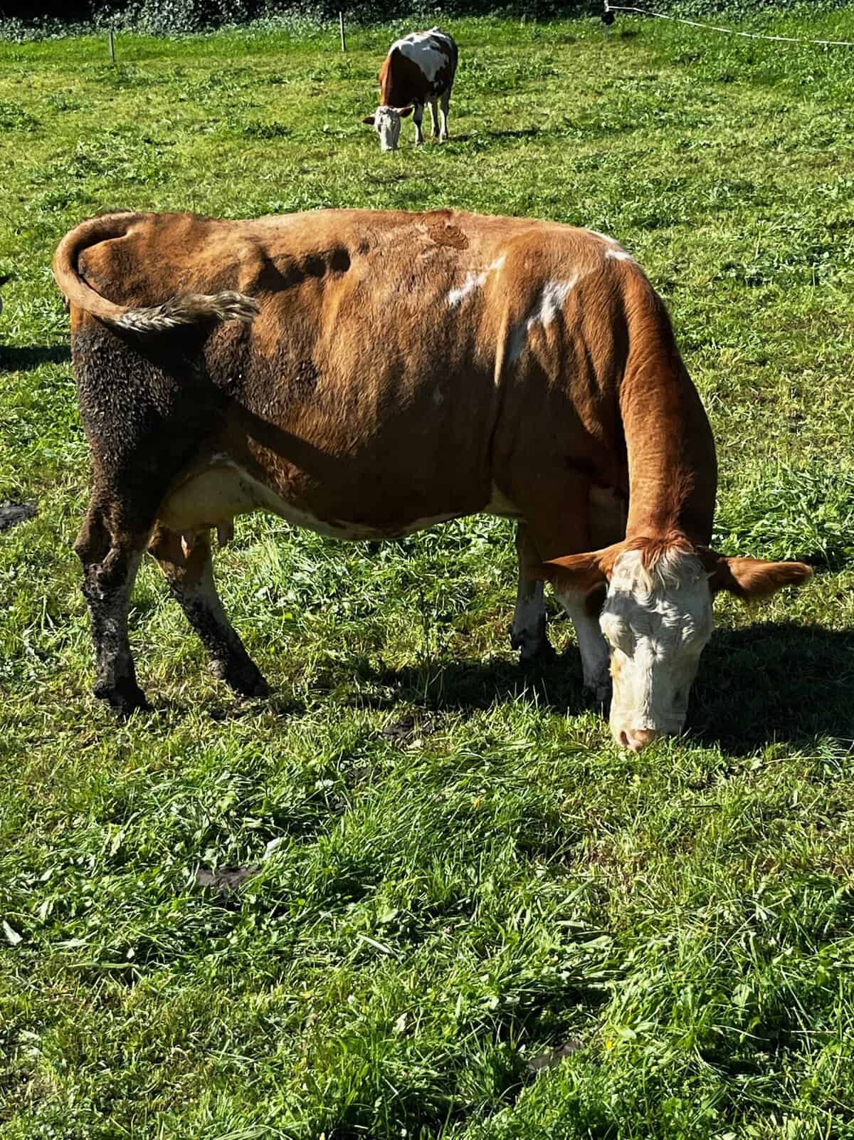 Schmaler Radweg durch das Salzachtal mit Blick auf die Alpen
