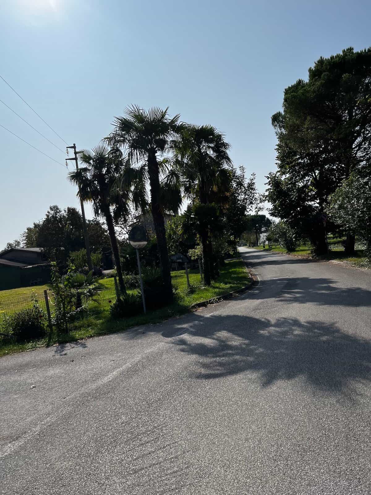 Palmen und Straße in Grado, mediterranes Flair nach der Ankunft am Alpe Adria Radweg