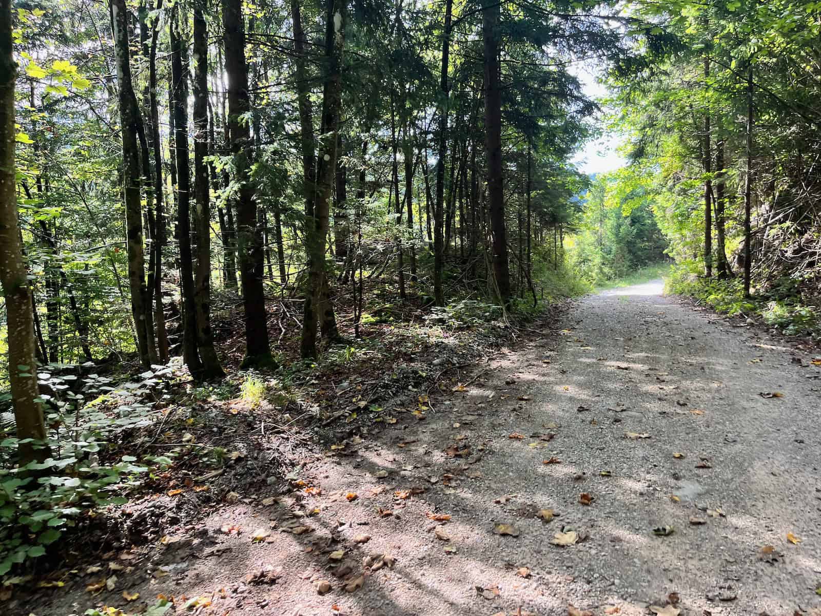 #44_Kroatien 1P2Quer - 2 von 3 Schmaler Waldweg mit Licht und Schatten auf Tag 3 der Radreise nach Kroatien