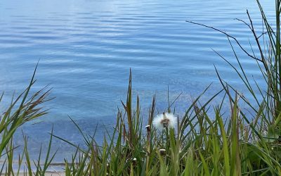 Augenblicke #01 – Die kleine Pusteblume am Ostseeradweg